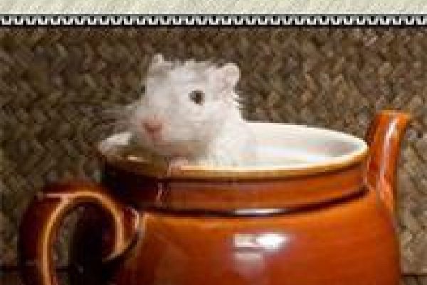 Как зайти в кракен