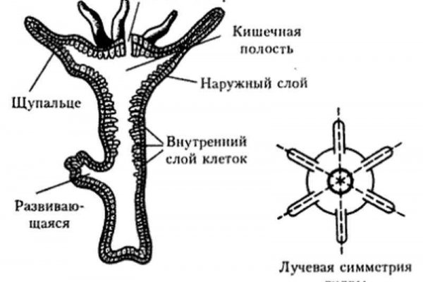 Кракен сайт krk market com