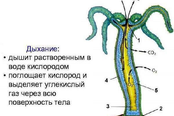 Кракен 17 рабочая ссылка