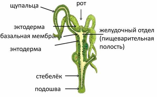 Как восстановить кракен